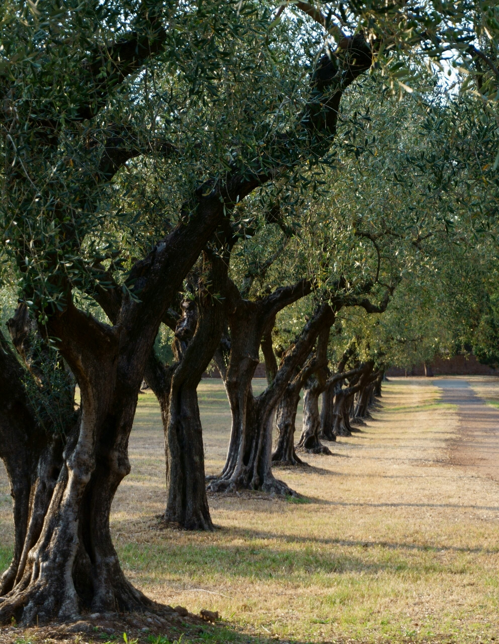 Explore Alentejo